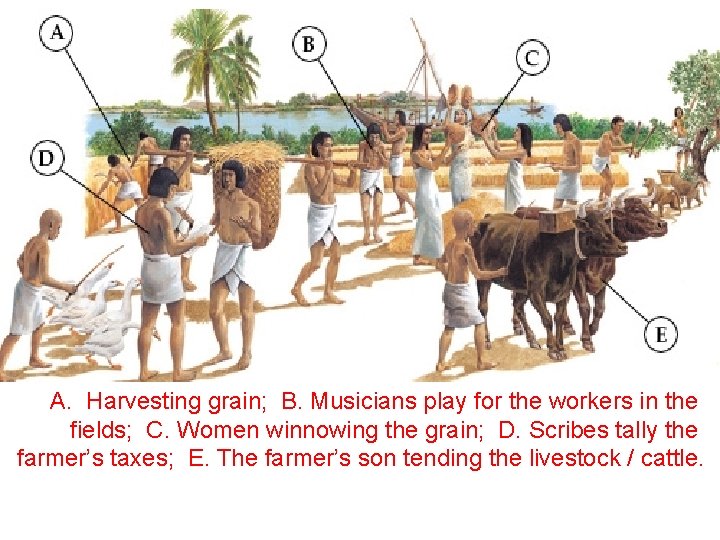 A. Harvesting grain; B. Musicians play for the workers in the fields; C. Women