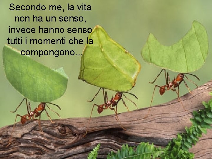 Secondo me, la vita non ha un senso, invece hanno senso tutti i momenti