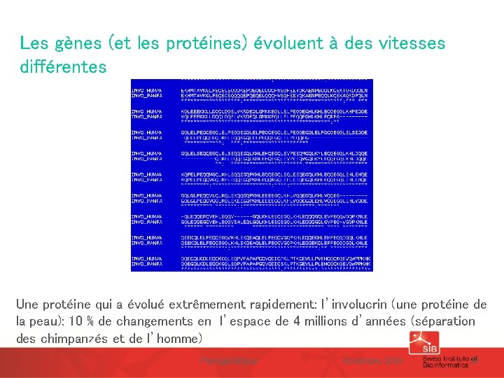Les gènes (et les protéines) évoluent à des vitesses différentes Une protéine qui a