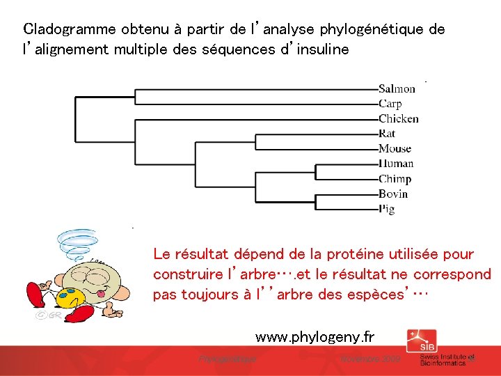 Cladogramme obtenu à partir de l’analyse phylogénétique de l’alignement multiple des séquences d’insuline Le