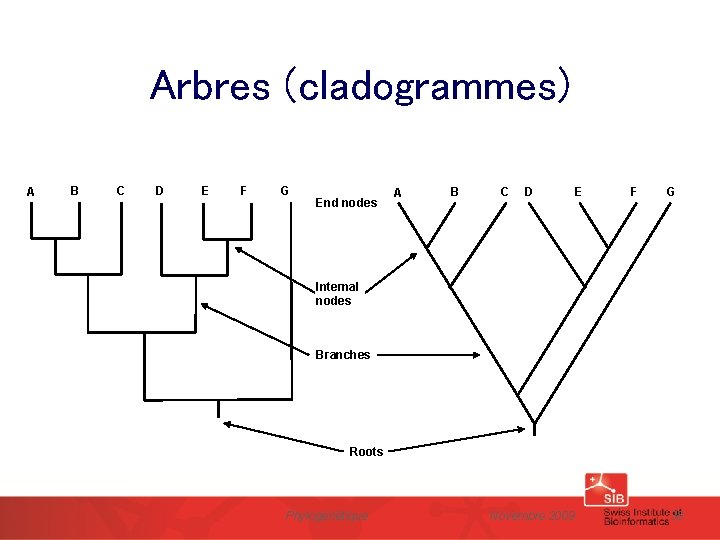 Arbres (cladogrammes) A B C D E F G End nodes A B C