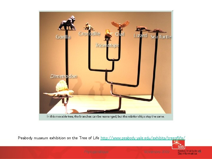 Peabody museum exhibition on the Tree of Life http: //www. peabody. yale. edu/exhibits/treeoflife/ Phylogénétique