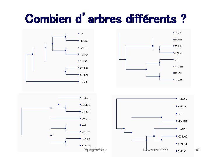 Combien d’arbres différents ? Phylogénétique Novembre 2009 40 