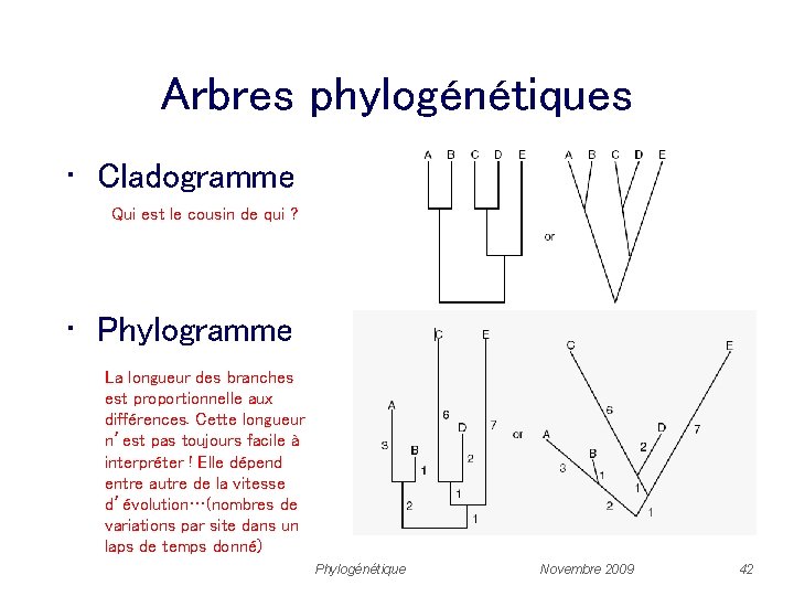 Arbres phylogénétiques • Cladogramme Qui est le cousin de qui ? • Phylogramme La