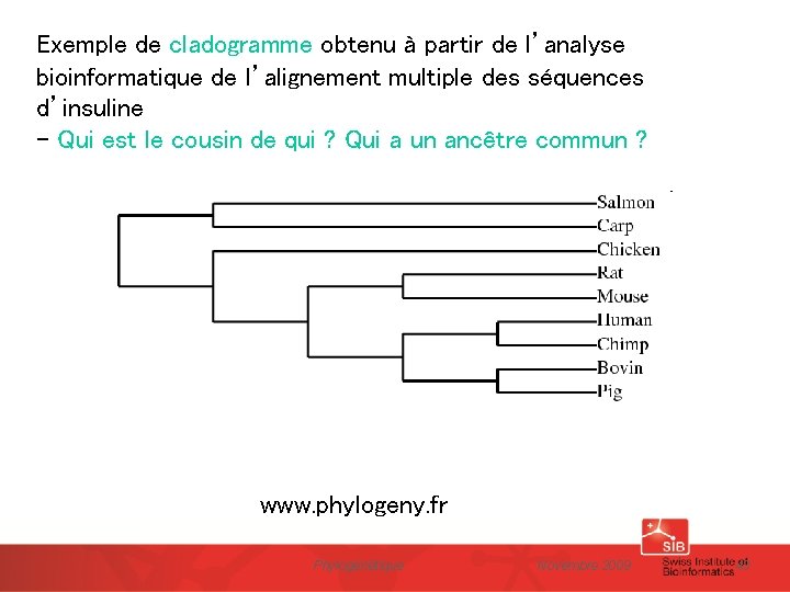 Exemple de cladogramme obtenu à partir de l’analyse bioinformatique de l’alignement multiple des séquences