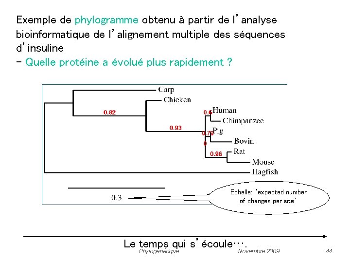Exemple de phylogramme obtenu à partir de l’analyse bioinformatique de l’alignement multiple des séquences
