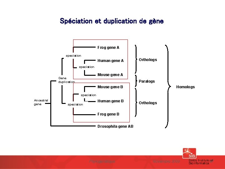 Spéciation et duplication de gène Frog gene A speciation Human gene A Orthologs speciation