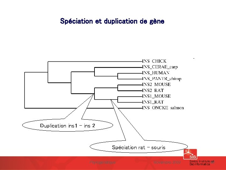 Spéciation et duplication de gène Duplication ins 1 – ins 2 Spéciation rat -