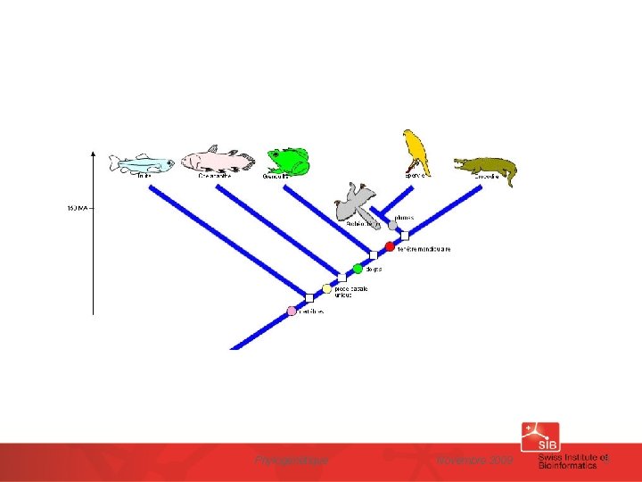Phylogénétique Novembre 2009 5 