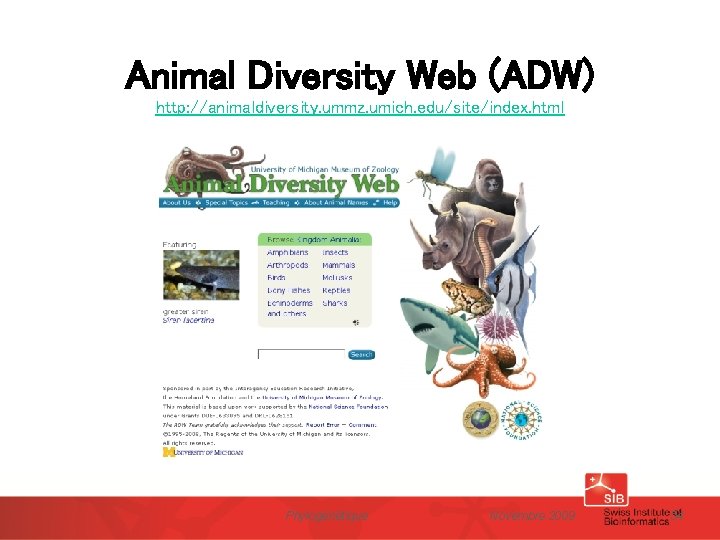 Animal Diversity Web (ADW) http: //animaldiversity. ummz. umich. edu/site/index. html Phylogénétique Novembre 2009 54