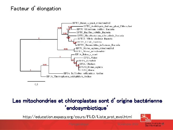 Facteur d’élongation Les mitochondries et chloroplastes sont d’origine bactérienne ‘endosymbiotique’ http: //education. expasy. org/cours/FLO/Liste_prot_evol.