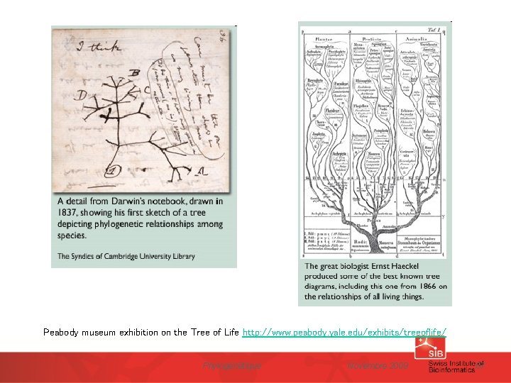 Peabody museum exhibition on the Tree of Life http: //www. peabody. yale. edu/exhibits/treeoflife/ Phylogénétique