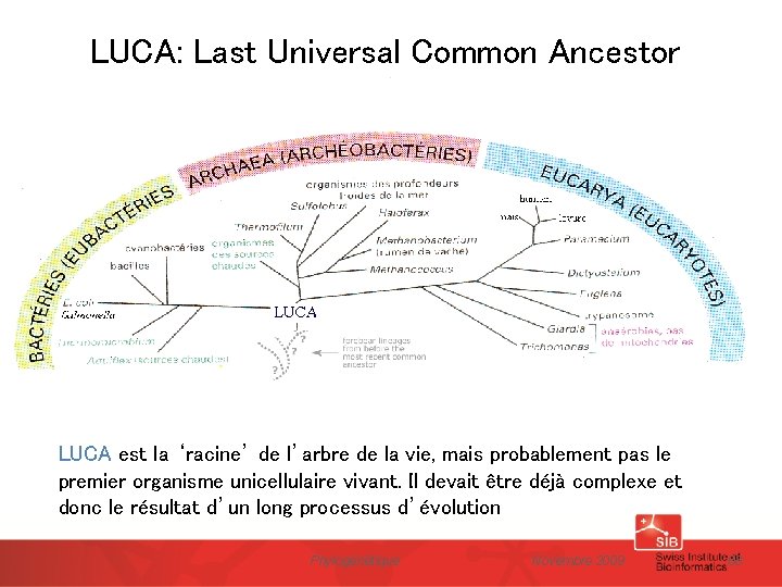 LUCA: Last Universal Common Ancestor LUCA est la ‘racine’ de l’arbre de la vie,
