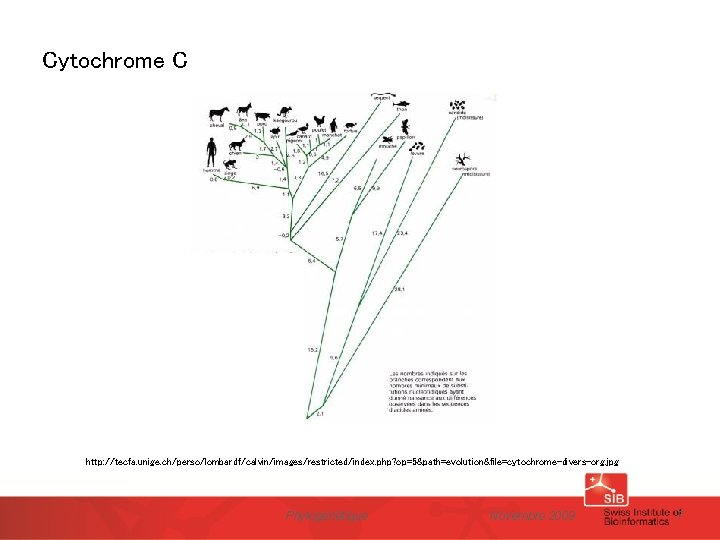 Cytochrome C http: //tecfa. unige. ch/perso/lombardf/calvin/images/restricted/index. php? op=5&path=evolution&file=cytochrome-divers-org. jpg Phylogénétique Novembre 2009 7 