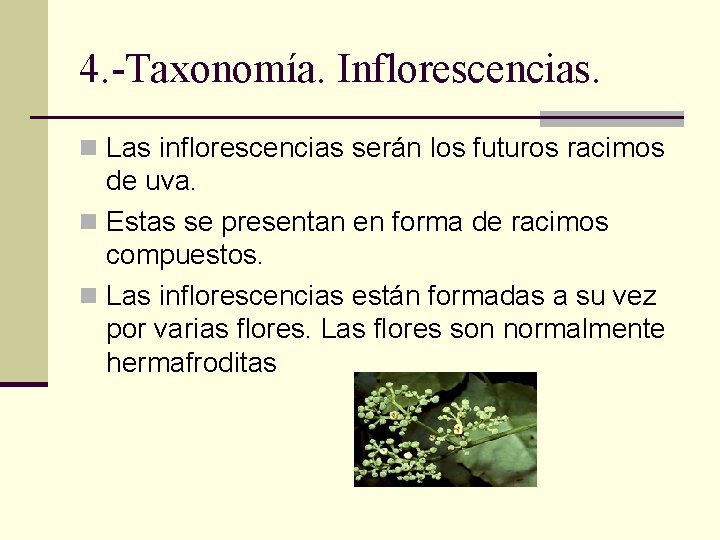 4. -Taxonomía. Inflorescencias. n Las inflorescencias serán los futuros racimos de uva. n Estas