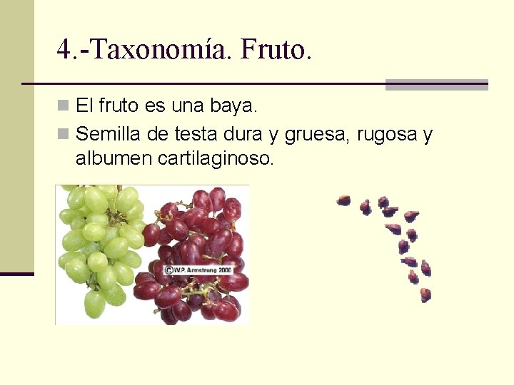 4. -Taxonomía. Fruto. n El fruto es una baya. n Semilla de testa dura