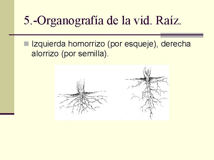 5. -Organografía de la vid. Raíz. n Izquierda homorrizo (por esqueje), derecha alorrizo (por