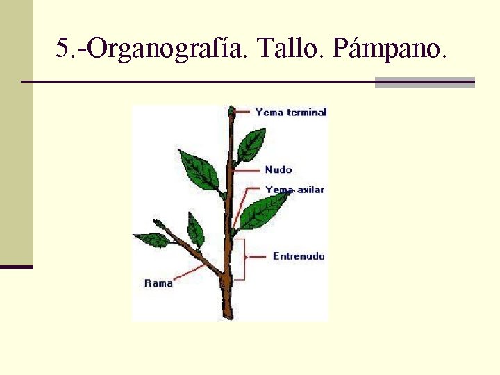 5. -Organografía. Tallo. Pámpano. 