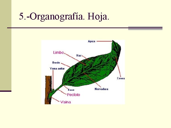 5. -Organografía. Hoja. 