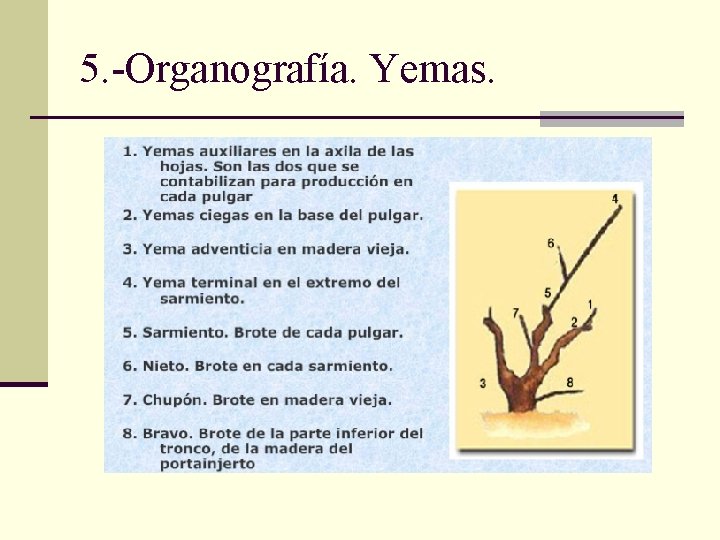 5. -Organografía. Yemas. 