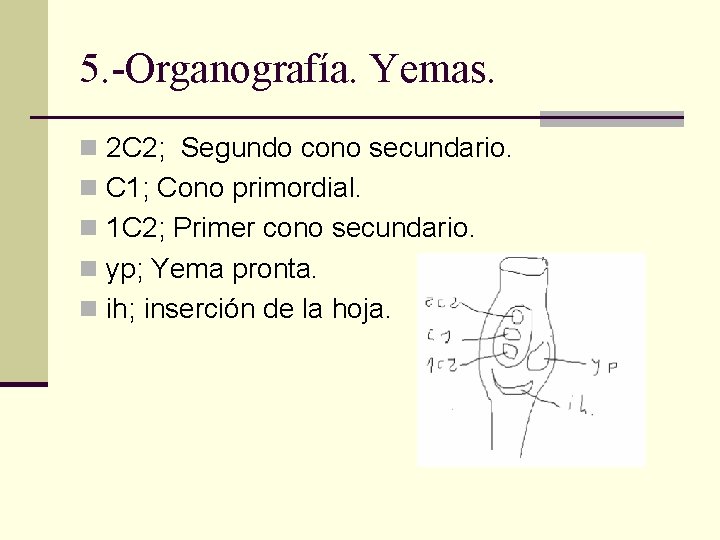 5. -Organografía. Yemas. n 2 C 2; Segundo cono secundario. n C 1; Cono