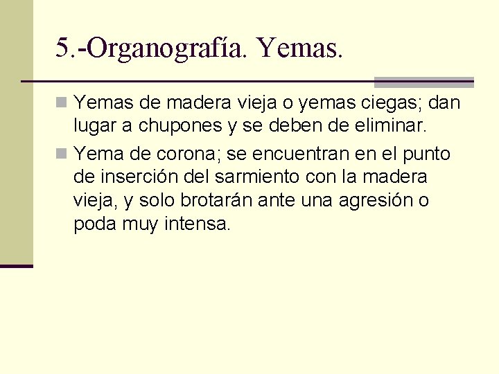 5. -Organografía. Yemas. n Yemas de madera vieja o yemas ciegas; dan lugar a