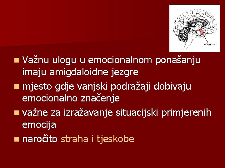 n Važnu ulogu u emocionalnom ponašanju imaju amigdaloidne jezgre n mjesto gdje vanjski podražaji