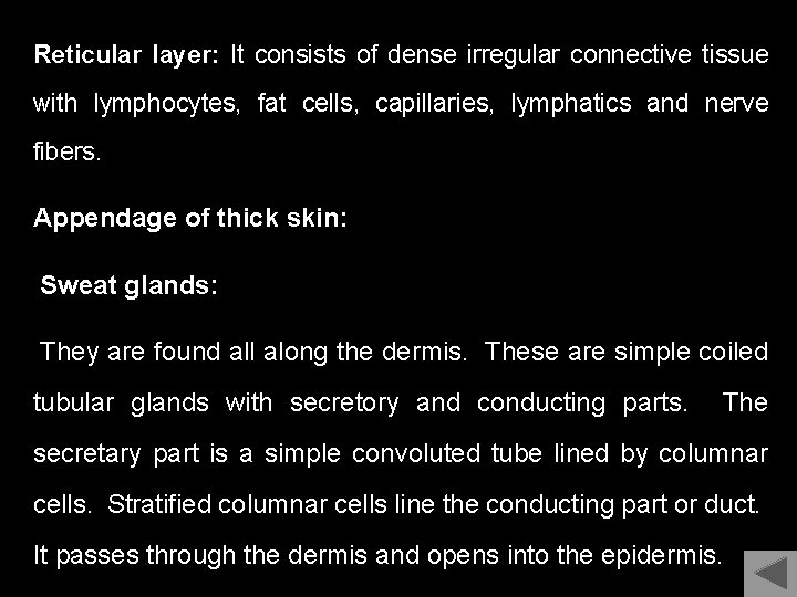 Reticular layer: It consists of dense irregular connective tissue with lymphocytes, fat cells, capillaries,