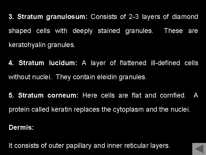 3. Stratum granulosum: Consists of 2 -3 layers of diamond shaped cells with deeply