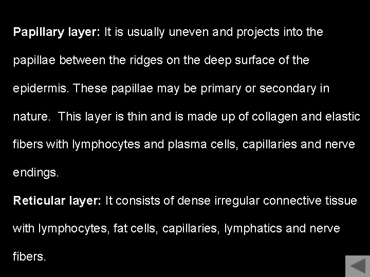 Papillary layer: It is usually uneven and projects into the papillae between the ridges