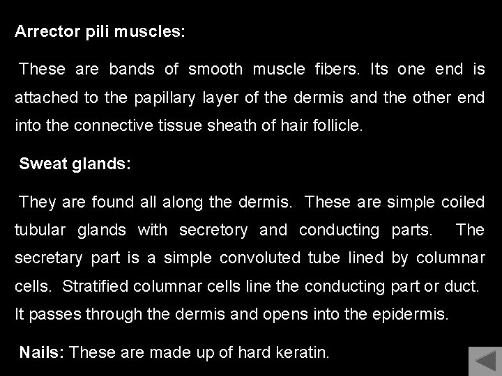 Arrector pili muscles: These are bands of smooth muscle fibers. Its one end is