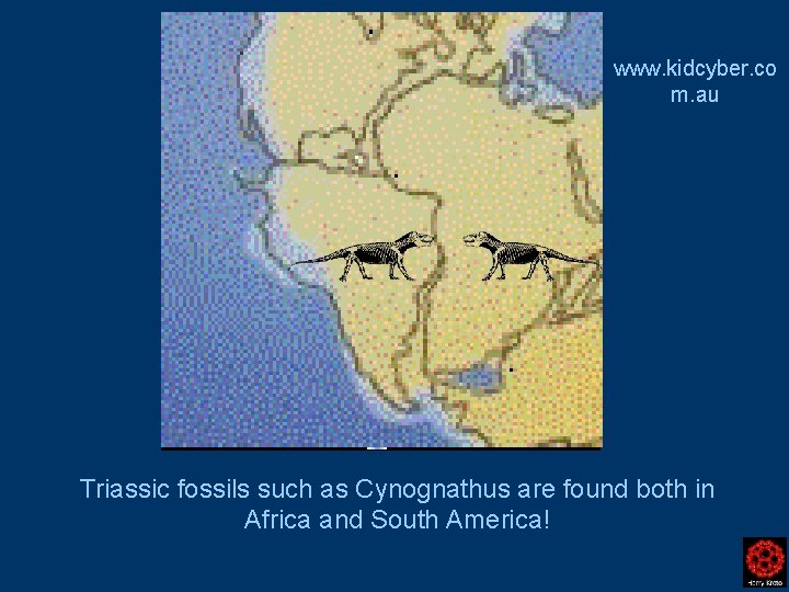www. kidcyber. co m. au Triassic fossils such as Cynognathus are found both in www. kidcyber. co m. au Triassic fossils such as Cynognathus are found both in