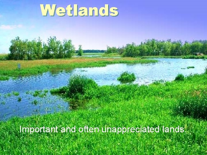 Wetlands Important and often unappreciated lands. 