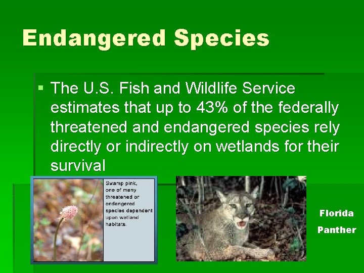 Endangered Species § The U. S. Fish and Wildlife Service estimates that up to