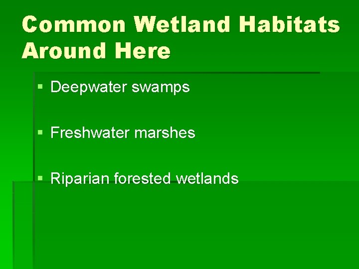 Common Wetland Habitats Around Here § Deepwater swamps § Freshwater marshes § Riparian forested