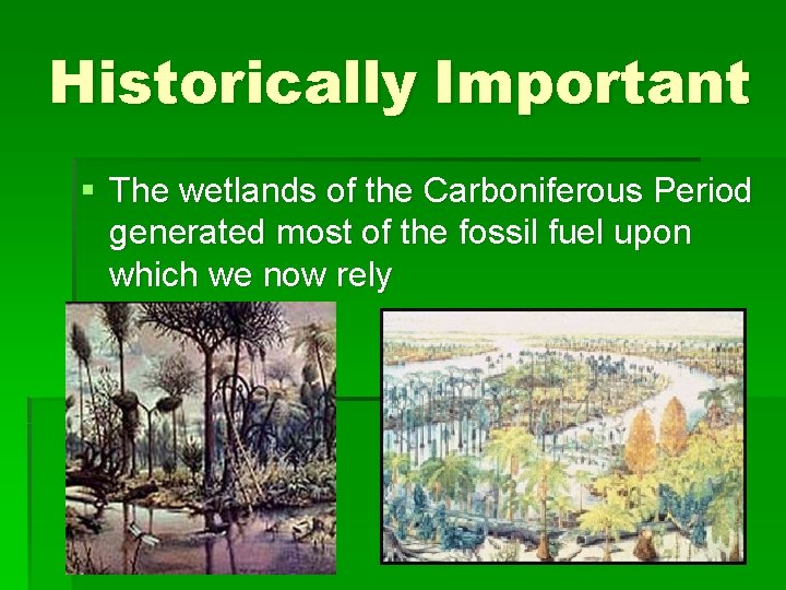 Historically Important § The wetlands of the Carboniferous Period generated most of the fossil