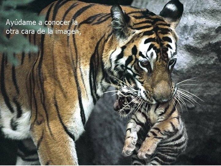 Ayúdame a conocer la otra cara de la imagen, 