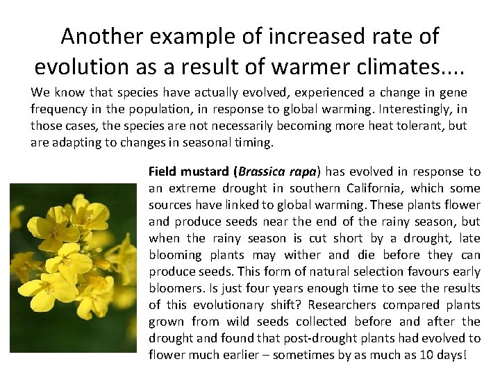 Another example of increased rate of evolution as a result of warmer climates. .