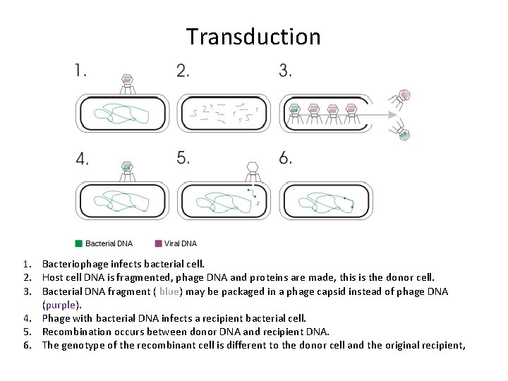 Transduction 1. Bacteriophage infects bacterial cell. 2. Host cell DNA is fragmented, phage DNA