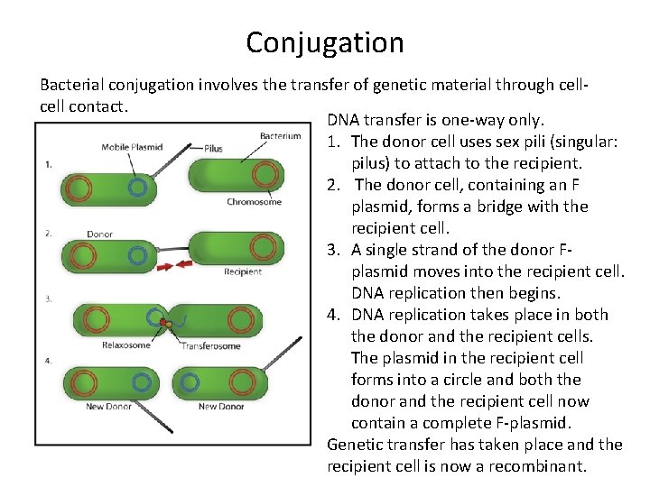 Conjugation Bacterial conjugation involves the transfer of genetic material through cell contact. DNA transfer