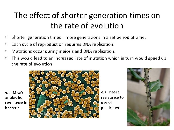 The effect of shorter generation times on the rate of evolution • • Shorter
