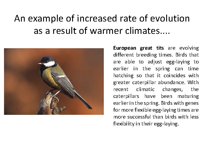 An example of increased rate of evolution as a result of warmer climates. .