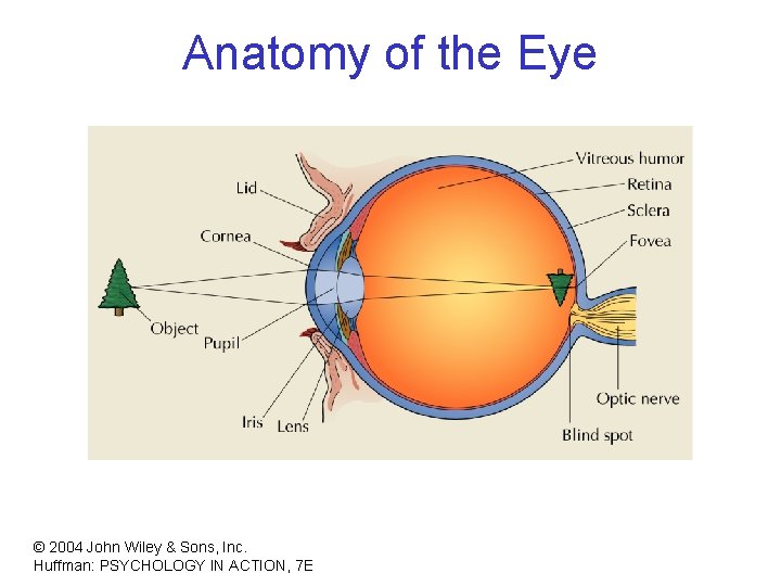 Anatomy of the Eye © 2004 John Wiley & Sons, Inc. Huffman: PSYCHOLOGY IN