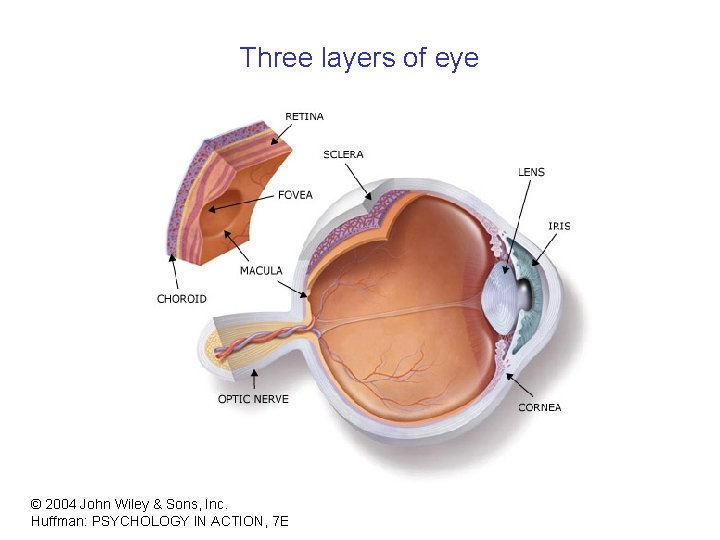 Three layers of eye © 2004 John Wiley & Sons, Inc. Huffman: PSYCHOLOGY IN