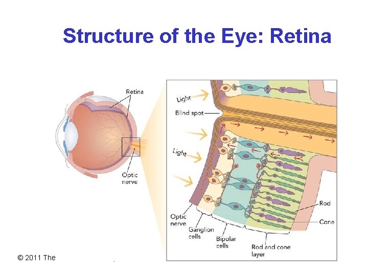 Structure of the Eye: Retina © 2011 The Mc. Graw-Hill Companies, Inc. 