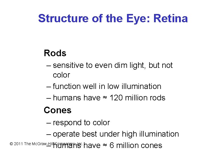 Structure of the Eye: Retina Rods – sensitive to even dim light, but not