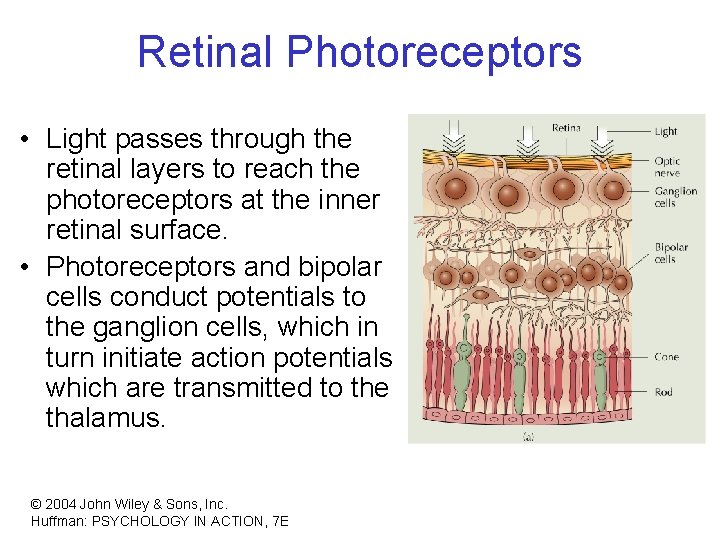 Retinal Photoreceptors • Light passes through the retinal layers to reach the photoreceptors at