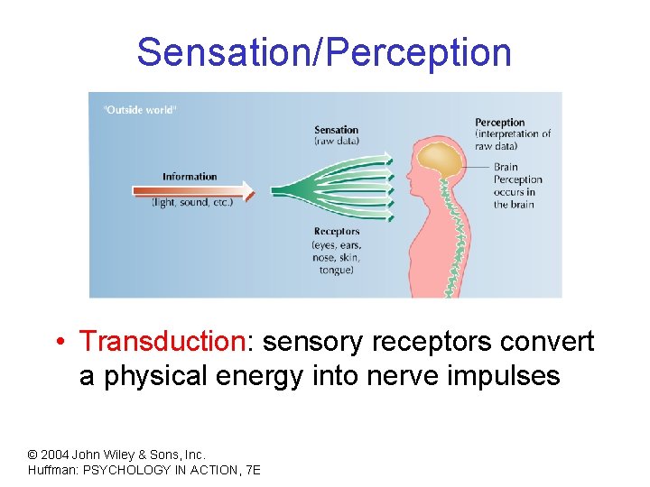 Sensation/Perception • Transduction: sensory receptors convert a physical energy into nerve impulses © 2004