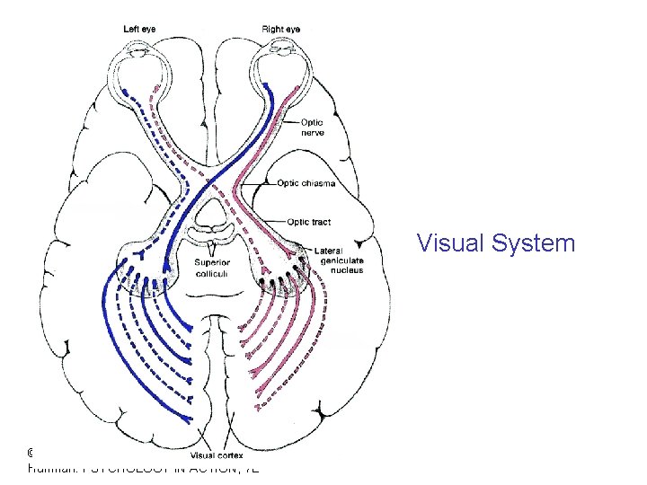 Visual System © 2004 John Wiley & Sons, Inc. Huffman: PSYCHOLOGY IN ACTION, 7