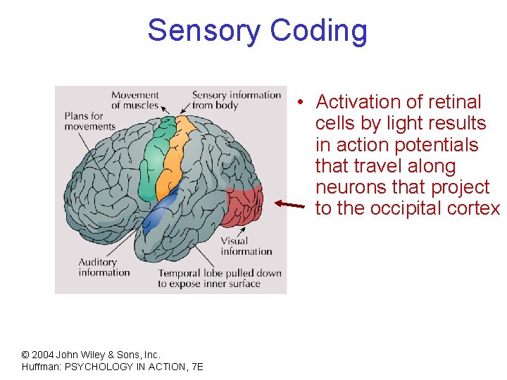 Sensory Coding • Activation of retinal cells by light results in action potentials that